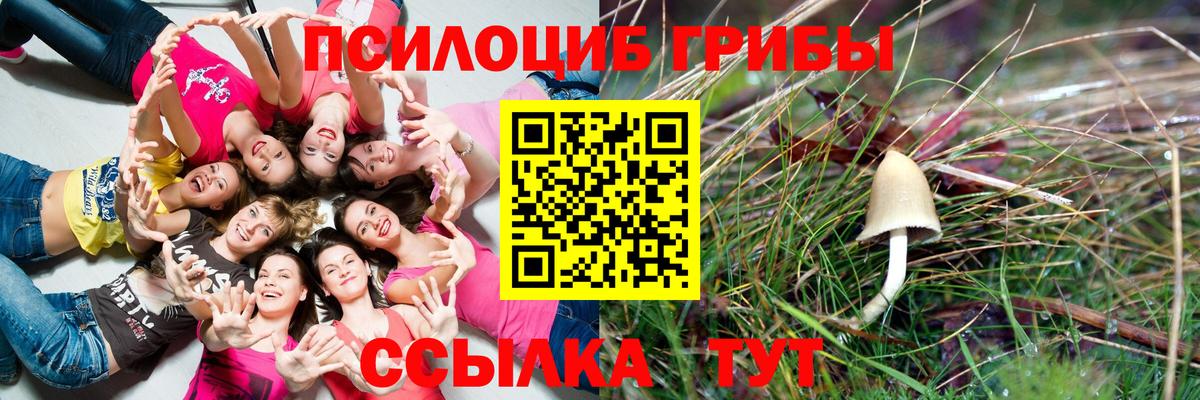 Галлюциногенные грибы Psilocybine cubensis Ишим